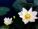 Phật thuyết Kinh Lăng Nghiêm Phần 19 Trọn Bộ